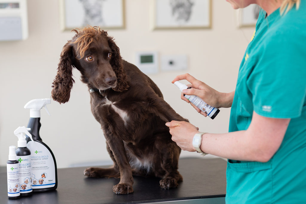 Vet spraying a new product on a dog