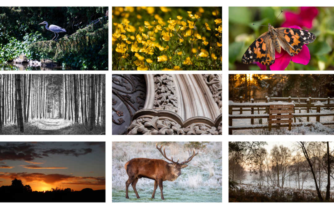 Images of local landscapes and wildlife
