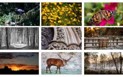Bring a Bit of the Outdoors Home – Explore My Ever-Growing Photo Collection